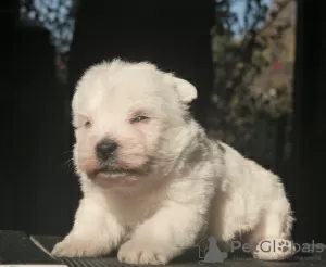 Additional photos: West Highland White Terrier puppies girls