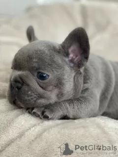 Photo №3. French Bulldog puppies. United Kingdom