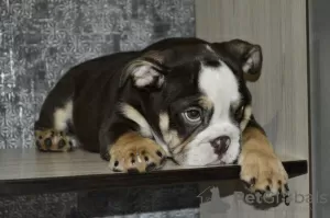 Additional photos: English bulldog puppies