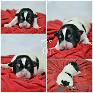 Additional photos: Booking Jack Russell puppies from the kennel for May-June