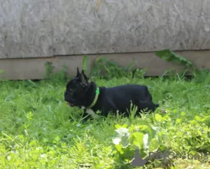 Additional photos: French bulldog puppy, female show class FCI