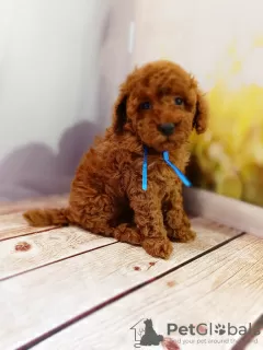 Additional photos: Rkf mini toy poodle puppies