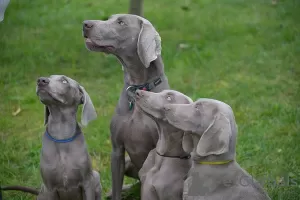 Additional photos: Weimaraner puppy