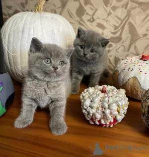 Photo №1. british shorthair - for sale in the city of Антверпен | 188$ | Announcement № 128717