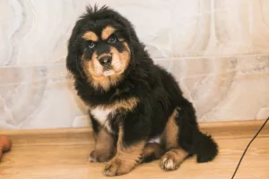 Photo №4. I will sell tibetan mastiff in the city of Москва. private announcement - price - negotiated