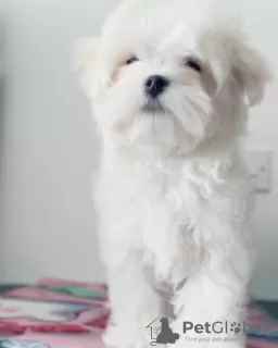 Additional photos: Gorgeous Maltese Puppies