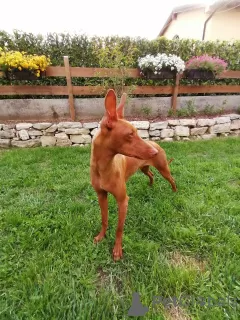 Additional photos: Beautiful puppies Cirneco del Etna