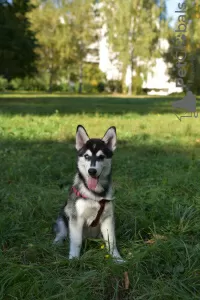 Additional photos: Siberian husky puppies