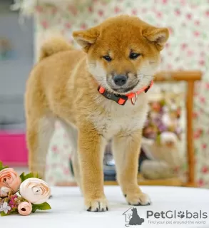 Additional photos: Shiba inu. Puppies