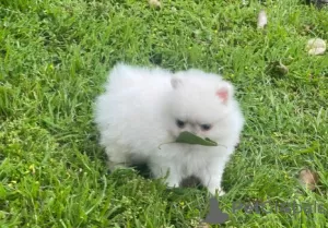 Photo №2 to announcement № 105858 for the sale of pomeranian - buy in Serbia breeder