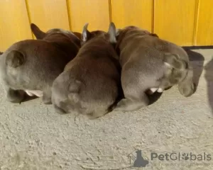 Photo №3. French Bulldog puppies in Blue/Birndle color. Russian Federation