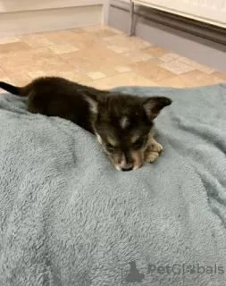 Additional photos: Adorable Welsh Corgi puppies ready to join their new and forever home