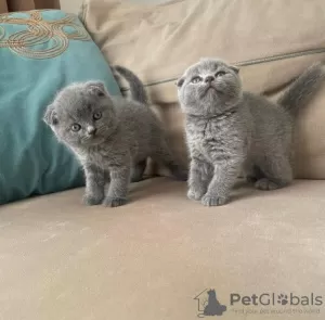 Photo №1. scottish fold - for sale in the city of Амстердам | 264$ | Announcement № 121802