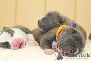 Additional photos: Reserve open for cool puppies of Amstaff