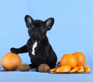 Photo №3. French bulldog girls. Ukraine