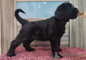 Photo №3. Giant Schnauzer puppies. Ukraine