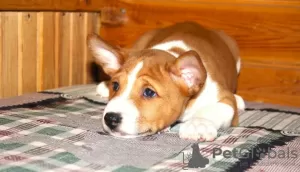 Photo №2 to announcement № 33080 for the sale of basenji - buy in Belarus breeder