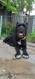 Photo №3. Purebred Cane Corso puppies. Moldova