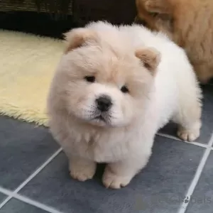 Photo №2 to announcement № 111617 for the sale of chow chow - buy in Germany private announcement, from nursery, breeder