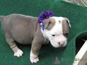 Photo №3. Adorable French Bulldog Puppies for a New Home. United States