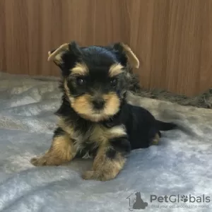 Photo №2 to announcement № 11259 for the sale of yorkshire terrier - buy in Russian Federation breeder