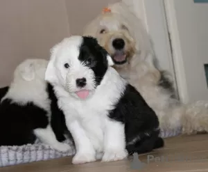 Additional photos: The Old English Sheepdog puppies