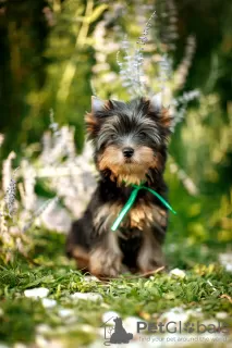 Additional photos: I offer Yorkshire terrier puppies for sale