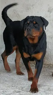 Photo №1. rottweiler - for sale in the city of Krasnodar | 269$ | Announcement № 3427