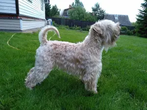 Additional photos: Irish Soft Coated Wheaten Terrier