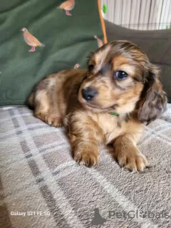 Photo №3. longhaired male minature dachshund. United States