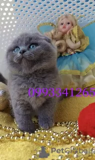 Photo №2 to announcement № 127486 for the sale of scottish fold - buy in Czech Republic breeder