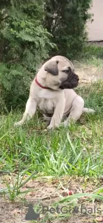 Additional photos: Bullmastiff puppies