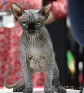 Additional photos: Sphynx Show Quality Black Kitten