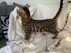 Photo №2 to announcement № 124674 for the sale of bengal cat - buy in Germany private announcement, breeder