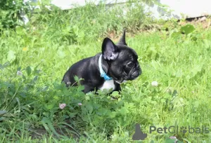 Photo №4. I will sell french bulldog in the city of Москва. from nursery - price - negotiated