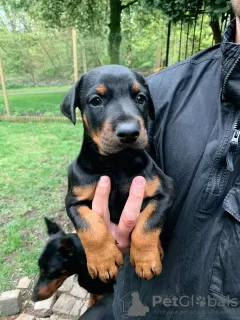 Photo №3. Adorable Doberman puppies. Lithuania