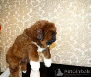 Photo №1. tibetan mastiff - for sale in the city of Samara | negotiated | Announcement № 8465