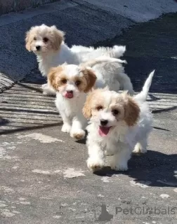 Photo №1. cavalier king charles spaniel - for sale in the city of Vilnius | 370$ | Announcement № 36104