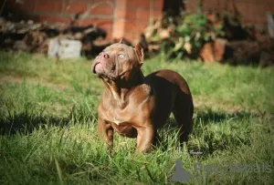 Photo №2 to announcement № 121593 for the sale of american bully - buy in Russian Federation from nursery