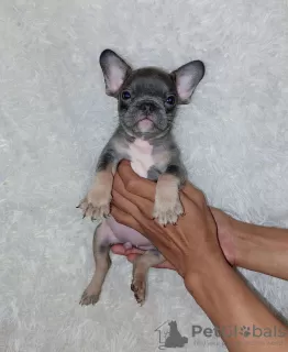 Additional photos: FRENCH BULLDOG PUPPIES FOR SALE MANILA ,09457024296 DOGS