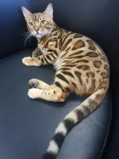 Additional photos: Very beautiful, affectionate Bengal cat