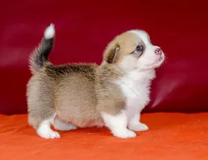 Additional photos: Bright red white girl welsh corgi pembroke