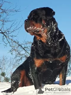 Additional photos: Rottweiler puppies want to meet their new owners