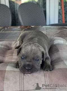 Additional photos: Cane Corso, puppy reservation