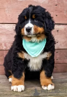 Photo №1. bernese mountain dog - for sale in the city of Wodzisław Śląski | 757$ | Announcement № 79098