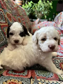 Additional photos: Lagotto Romagnolo puppies