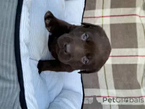 Photo №1. labrador retriever - for sale in the city of Essen | 898$ | Announcement № 127113