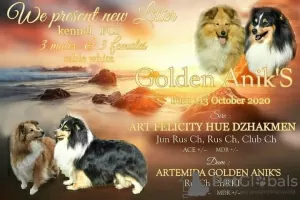 Photo №1. shetland sheepdog - for sale in the city of Sevastopol | 528$ | Announcement № 8168