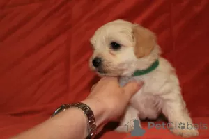 Additional photos: Havanese puppies