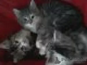 Photo №1. maine coon - for sale in the city of Ittigen | Is free | Announcement № 129252